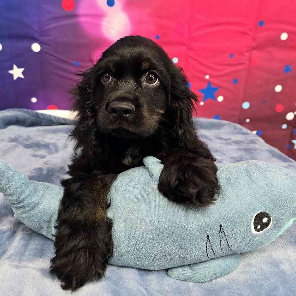 Male Cocker Spaniel Puppy for Sale in Virginia Beach, VA