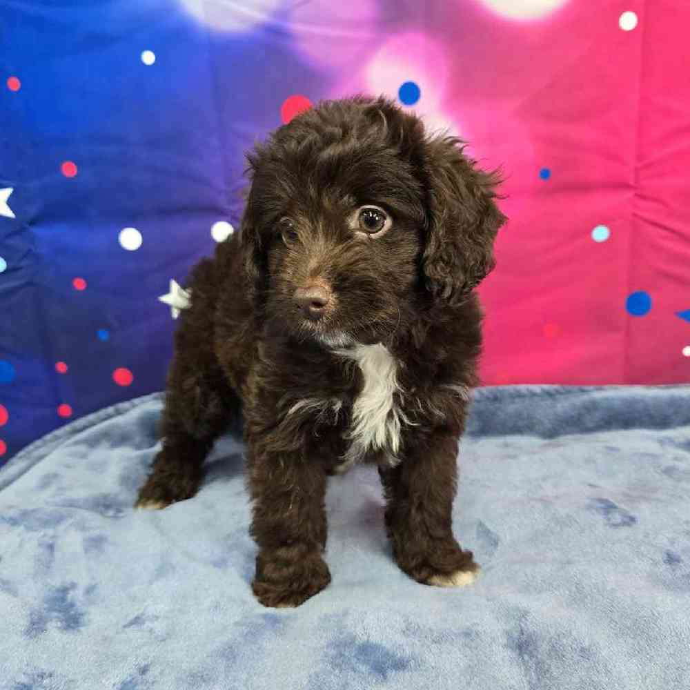Female Mini Aussiedoodle Puppy for Sale in Virginia Beach, VA