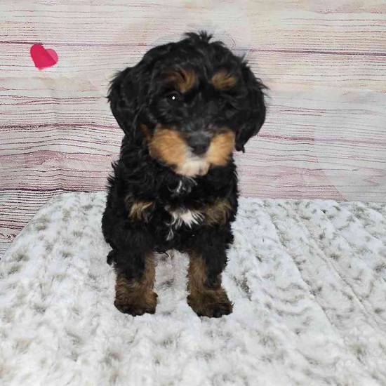 Mini Bernadoodle