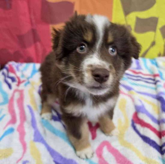 Australian Shepherd