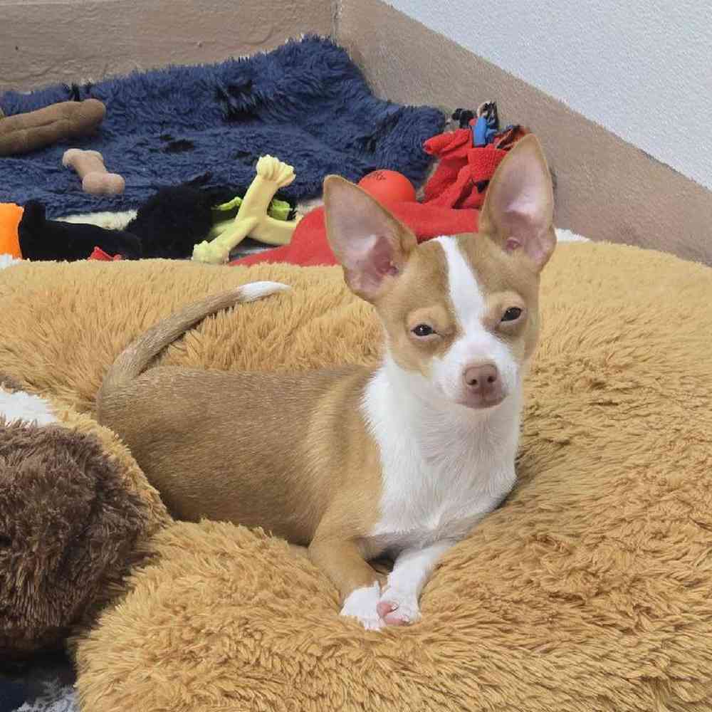 Male Chihuahua Puppy for Sale in Virginia Beach, VA