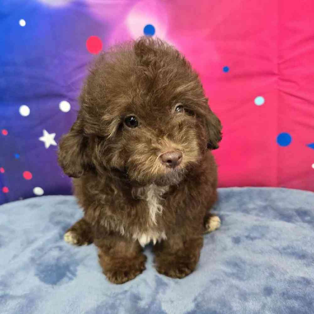 Male Mini Aussiedoodle Puppy for Sale in Virginia Beach, VA