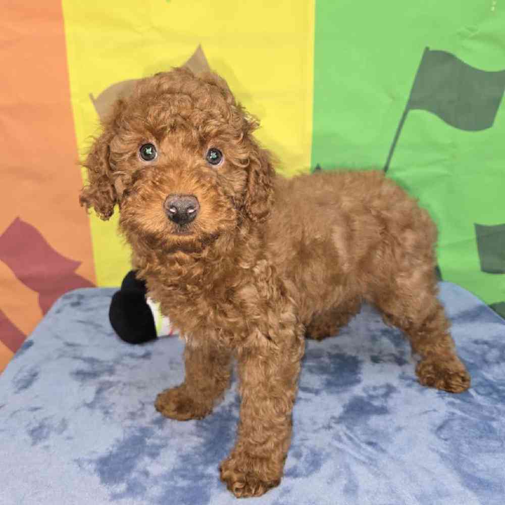 Male Poodle Puppy for Sale in Virginia Beach, VA