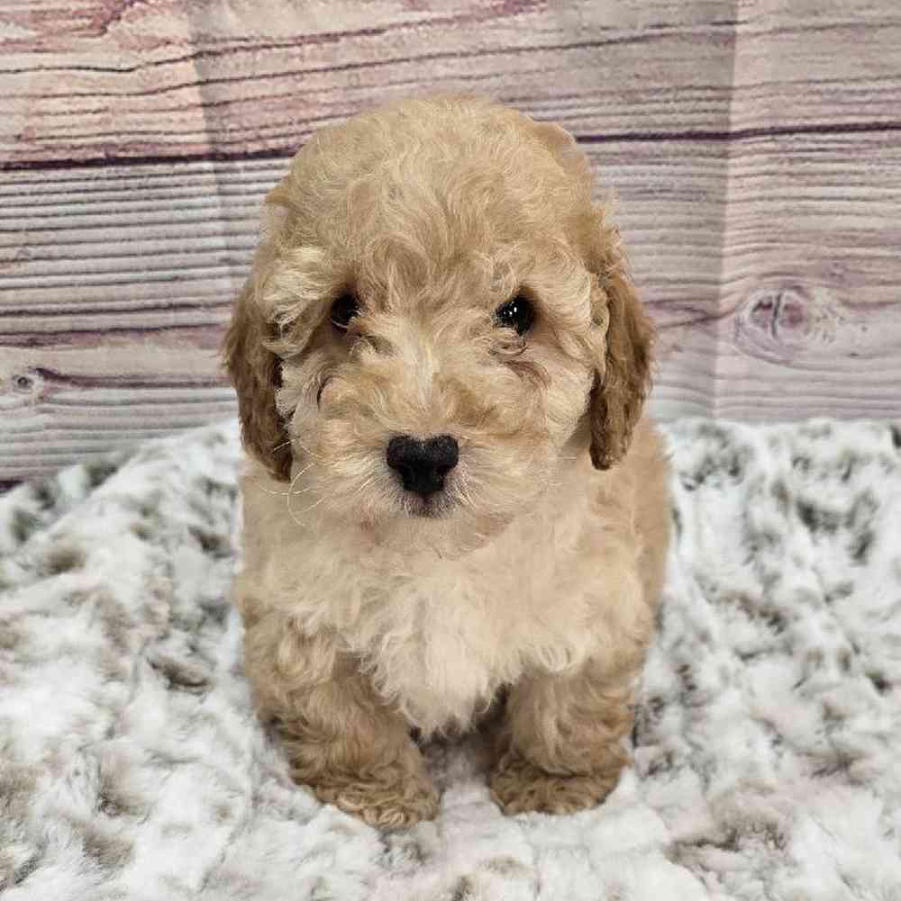 Male Mini Poodle Puppy for Sale in Virginia Beach, VA