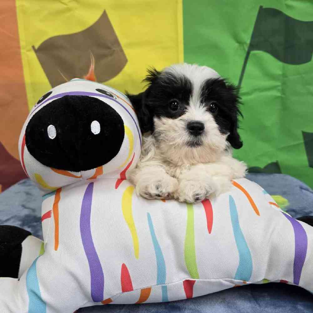 Female Teddy Bear Puppy for Sale in Virginia Beach, VA