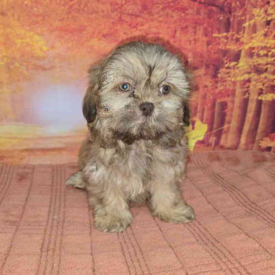 Shih Tzu