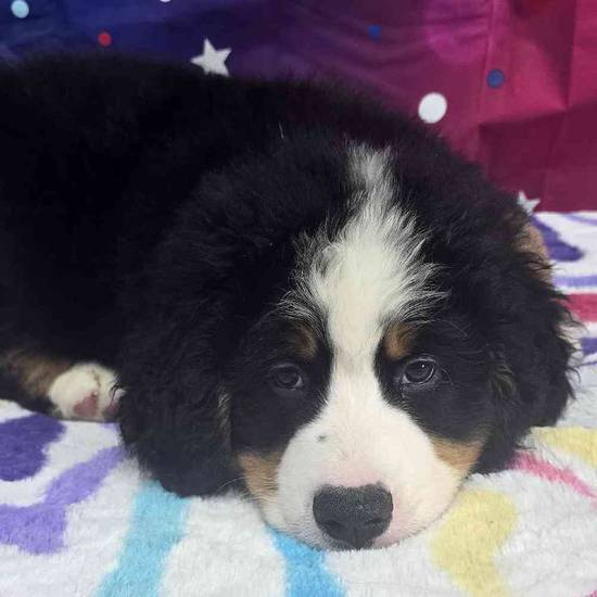Bernese Mountain Dog