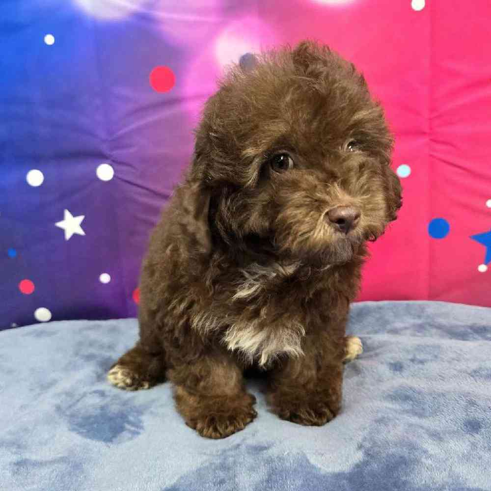 Male Mini Aussiedoodle Puppy for Sale in Virginia Beach, VA