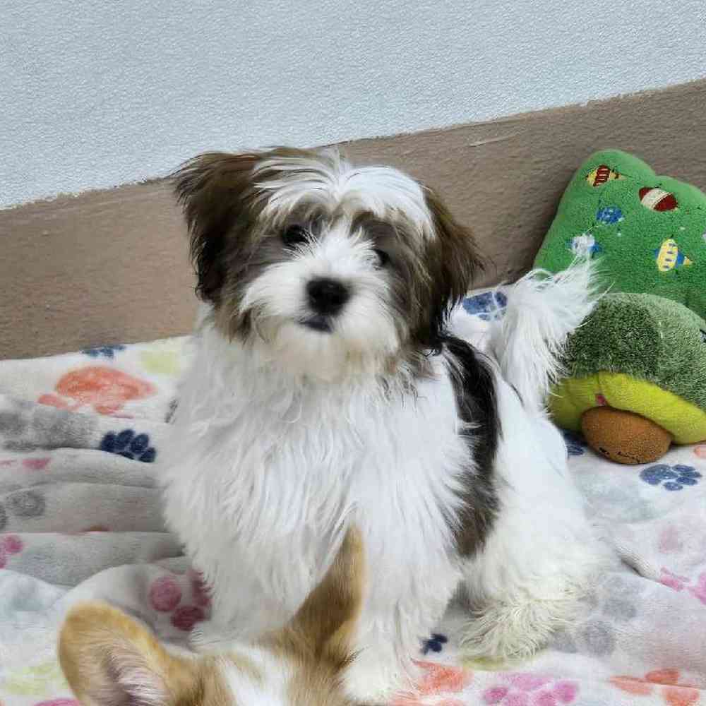 Male Shorkie Puppy for Sale in Virginia Beach, VA