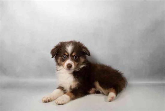 Mini Aussie