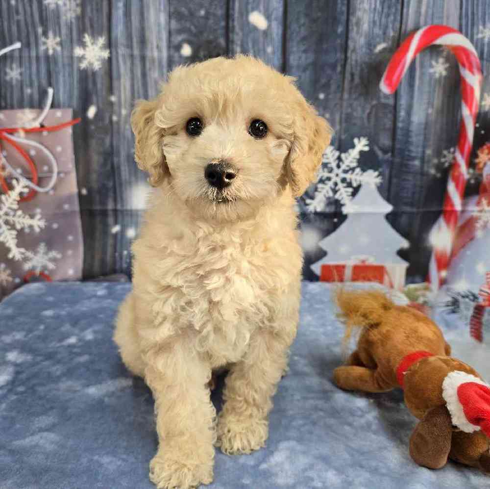 Male Mini Goldendoodle Puppy for Sale in Virginia Beach, VA