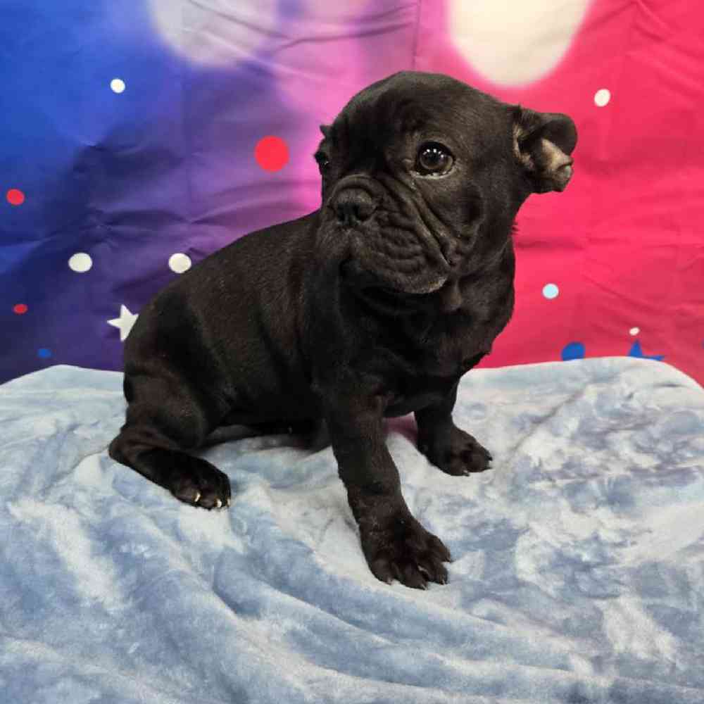 Female French Bulldog Puppy for Sale in Virginia Beach, VA