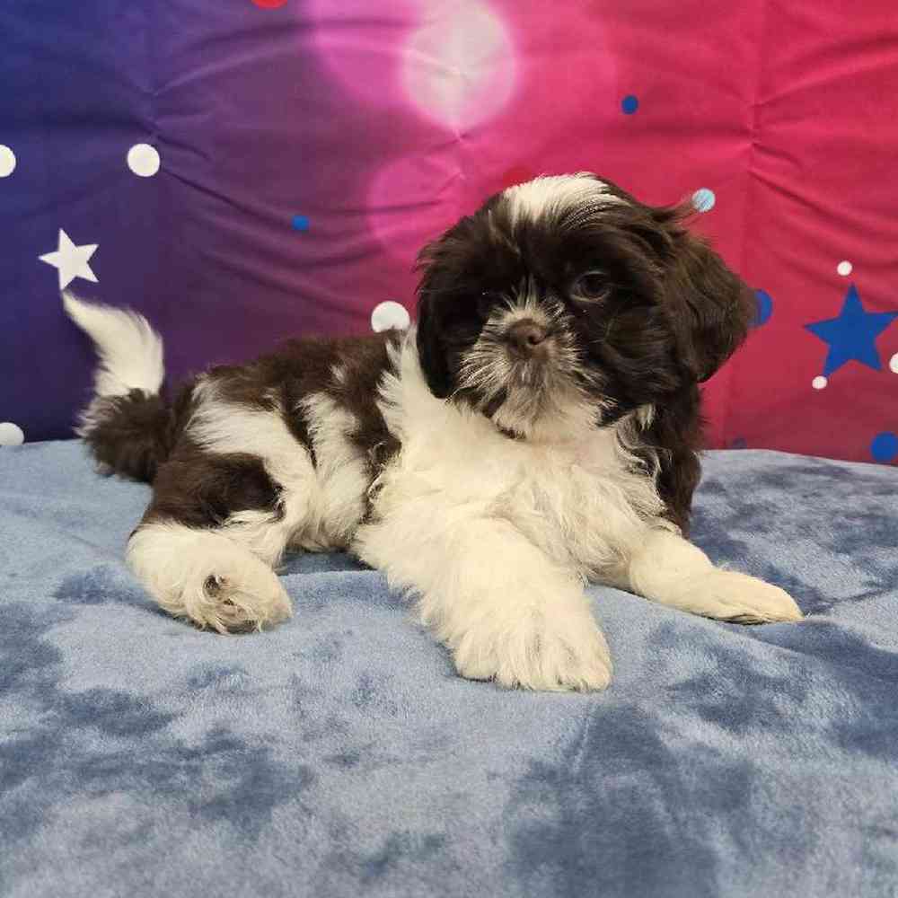 Male Shih Tzu Puppy for Sale in Virginia Beach, VA