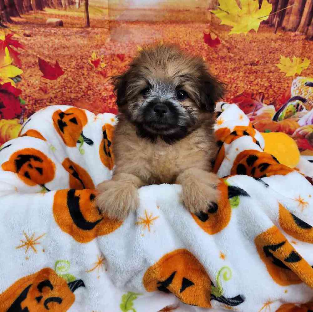 Female Pom-A-Poo Puppy for Sale in Virginia Beach, VA