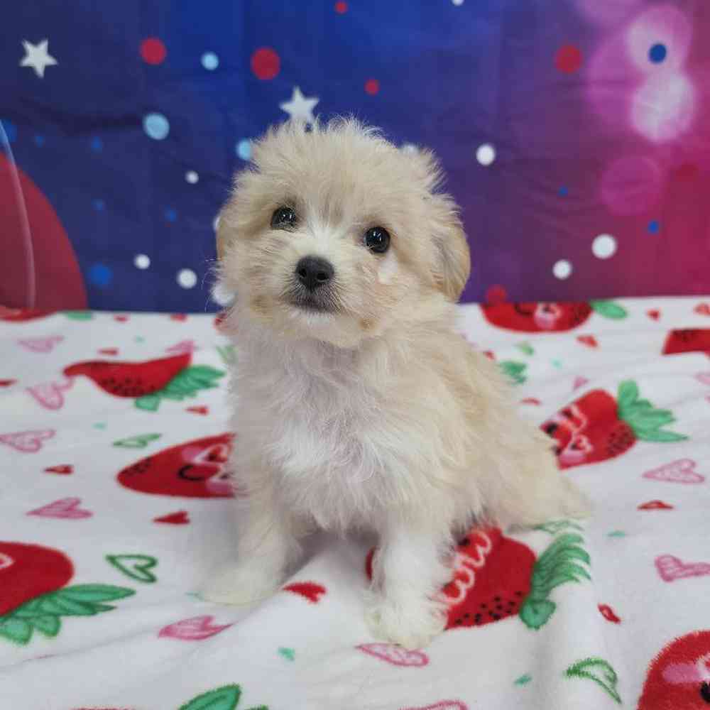 Female Malchi Puppy for Sale in Virginia Beach, VA
