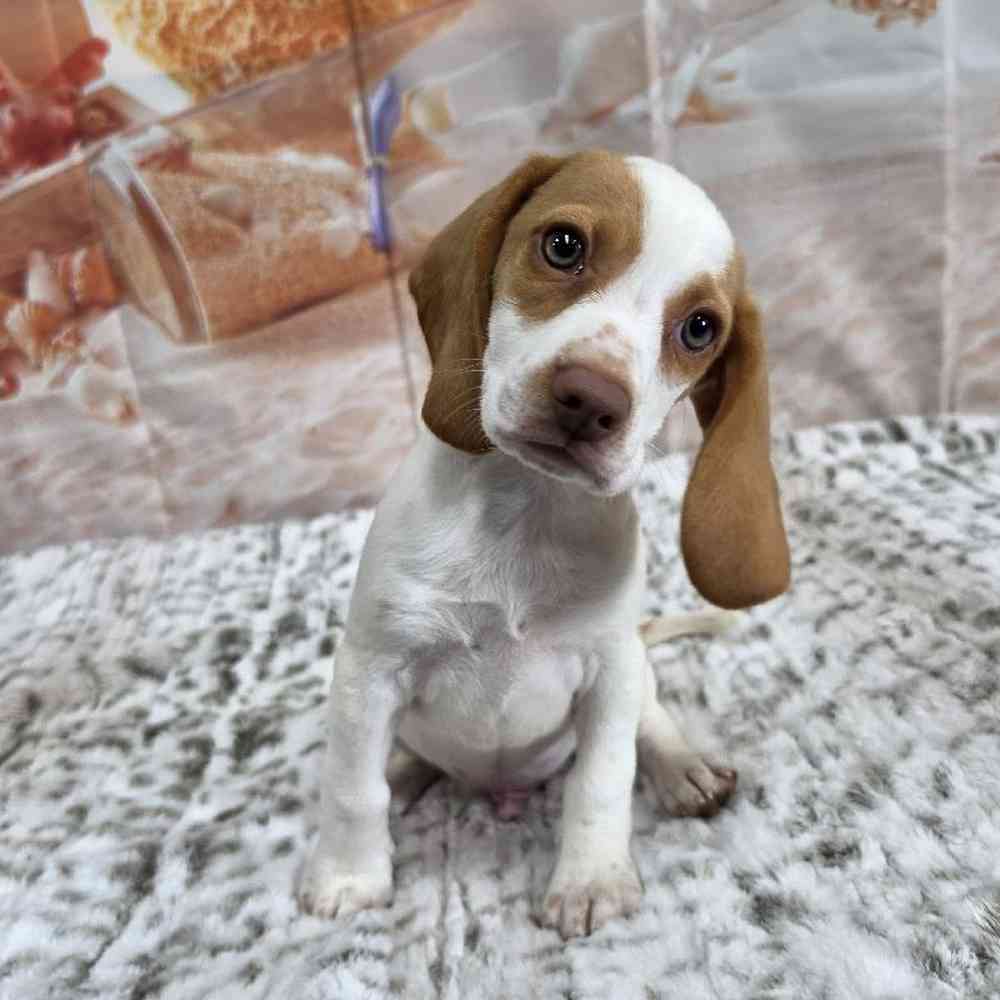 Male Beagle Puppy for Sale in Virginia Beach, VA