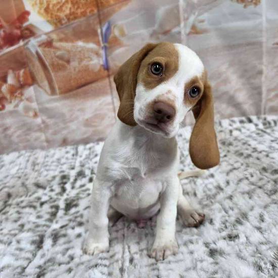 Beagle