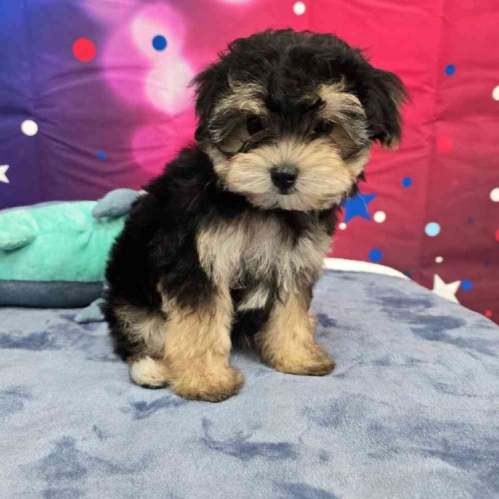 Male Morkie Puppy for Sale in Virginia Beach, VA