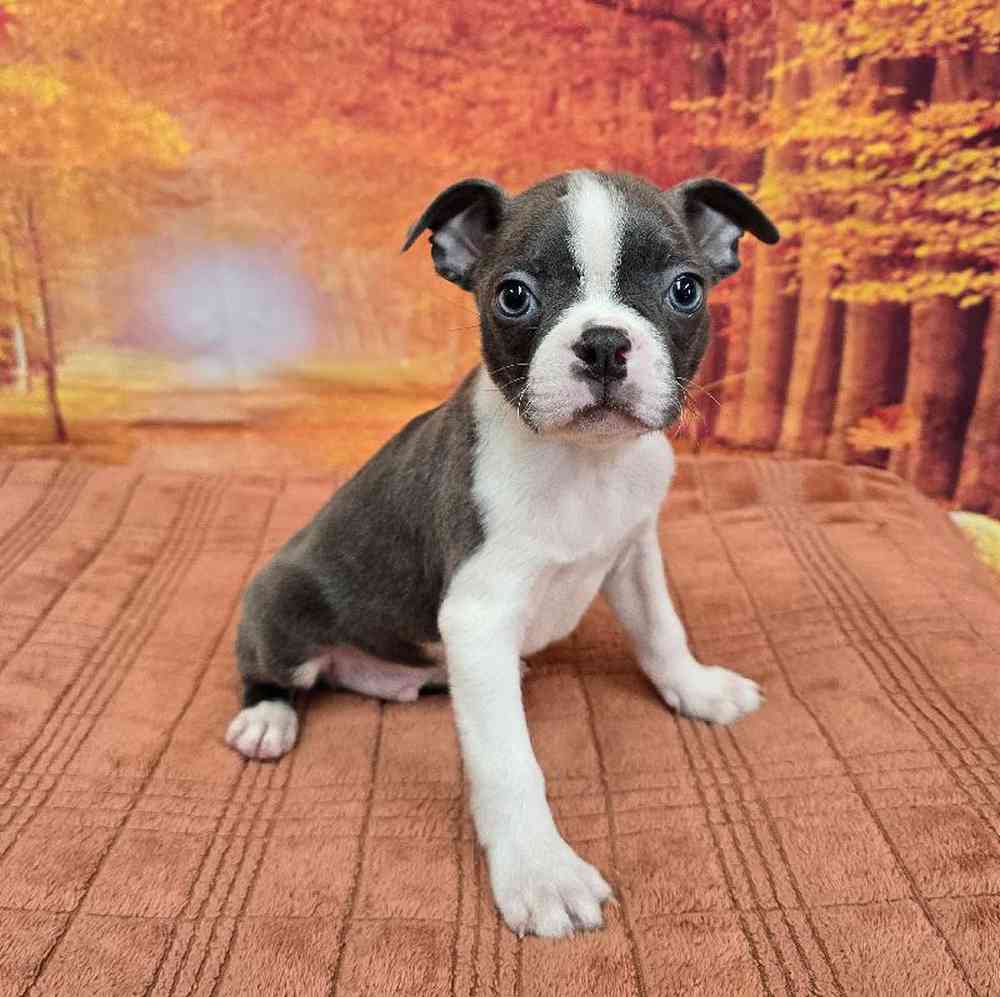 Male Boston Terrier Puppy for Sale in Virginia Beach, VA