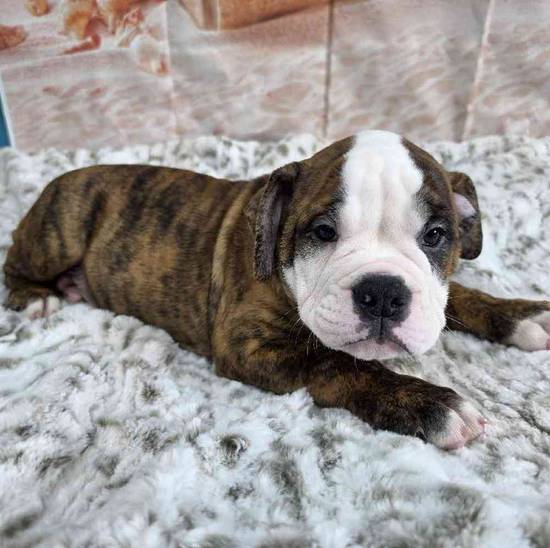 Old English Bulldog