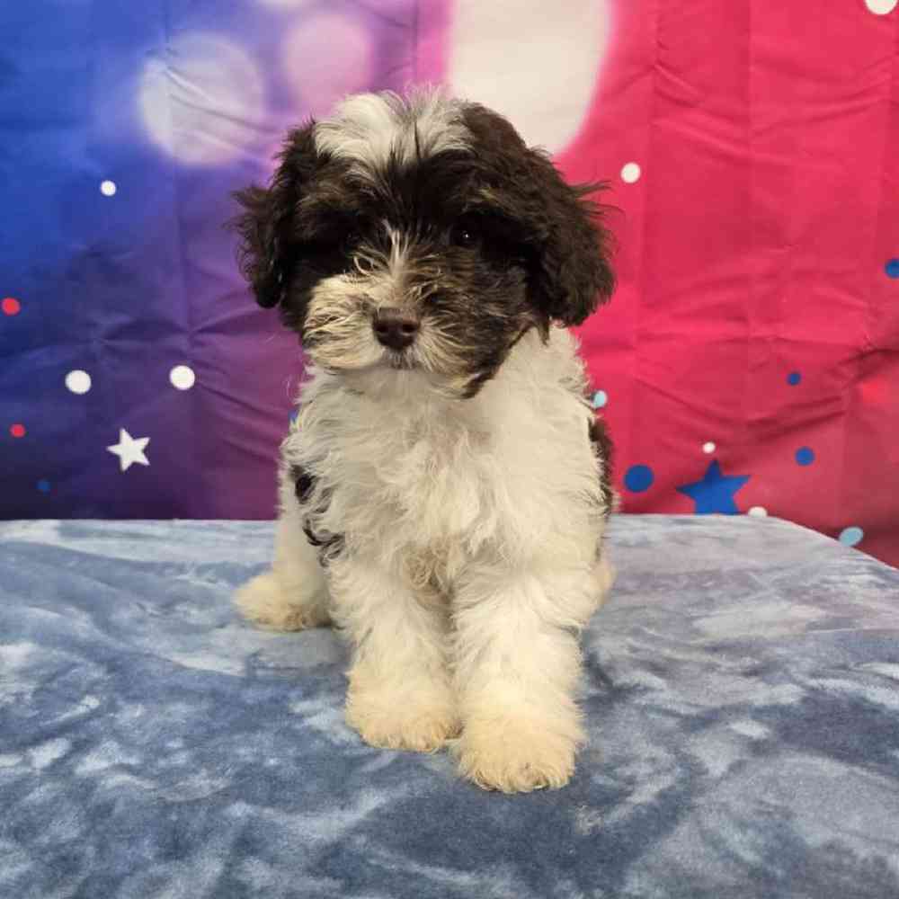 Female Schnoodle Puppy for Sale in Virginia Beach, VA