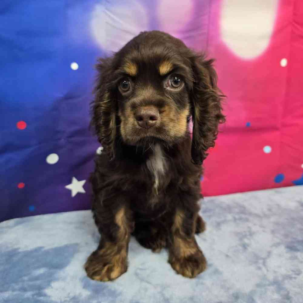 Female Cocker Spaniel Puppy for Sale in Virginia Beach, VA