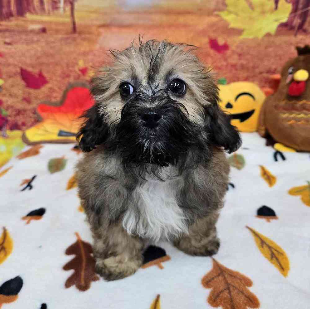 Male Shipoo Puppy for Sale in Virginia Beach, VA