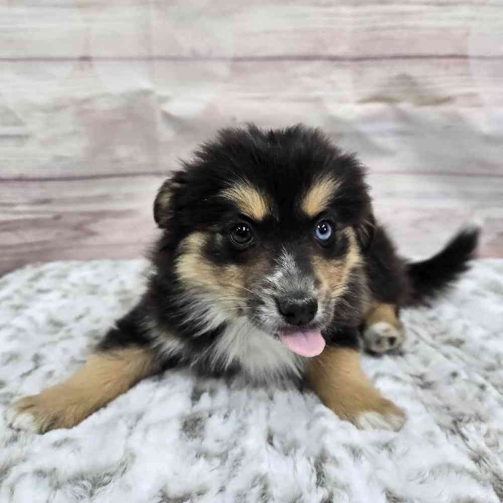 Female Pomsky Puppy for Sale in Virginia Beach, VA