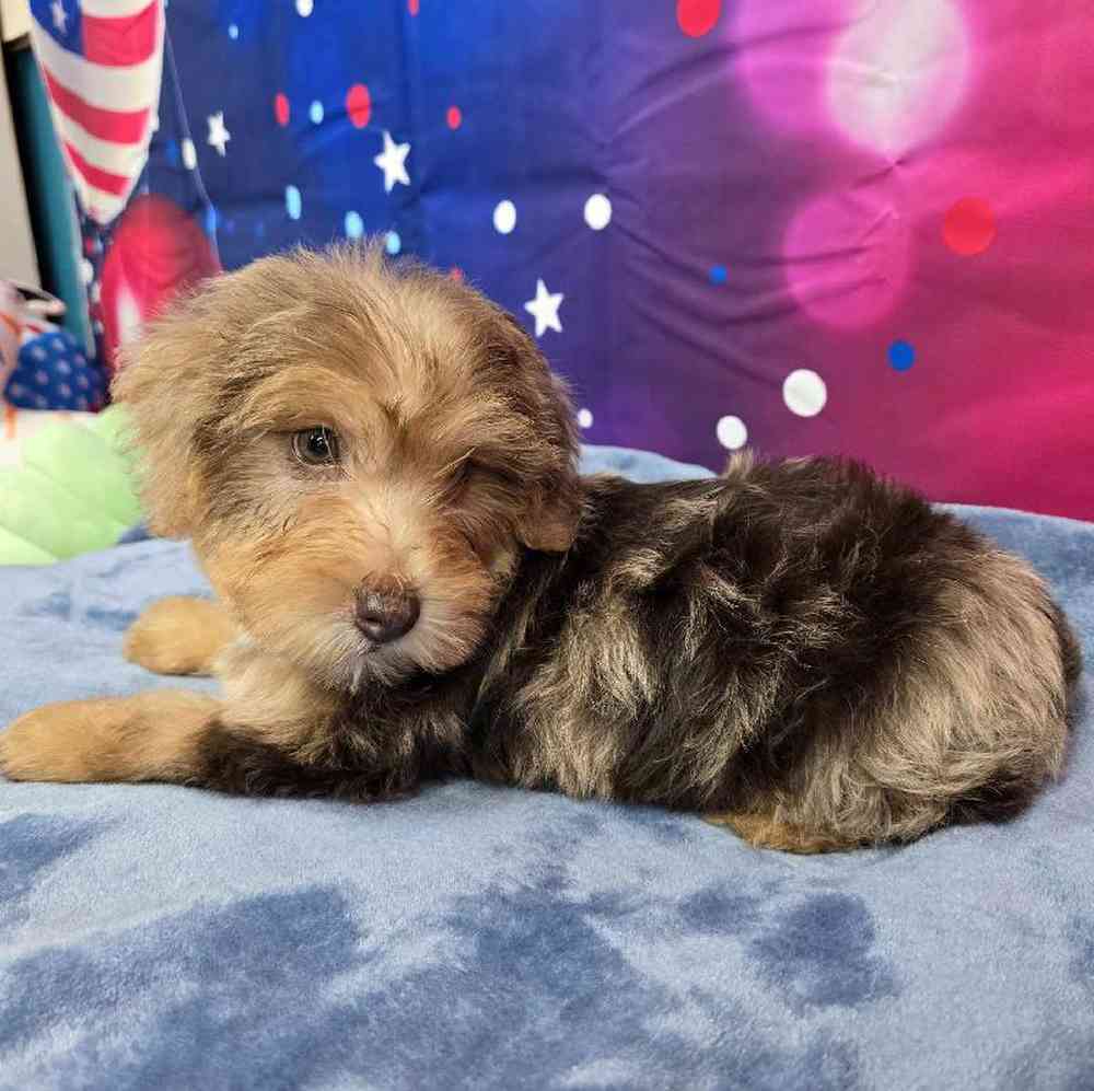 Male Yorkie-Poo Puppy for Sale in Virginia Beach, VA