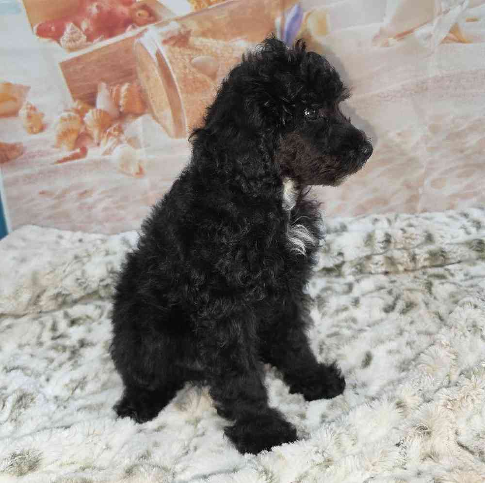Male Poodle Puppy for Sale in Virginia Beach, VA