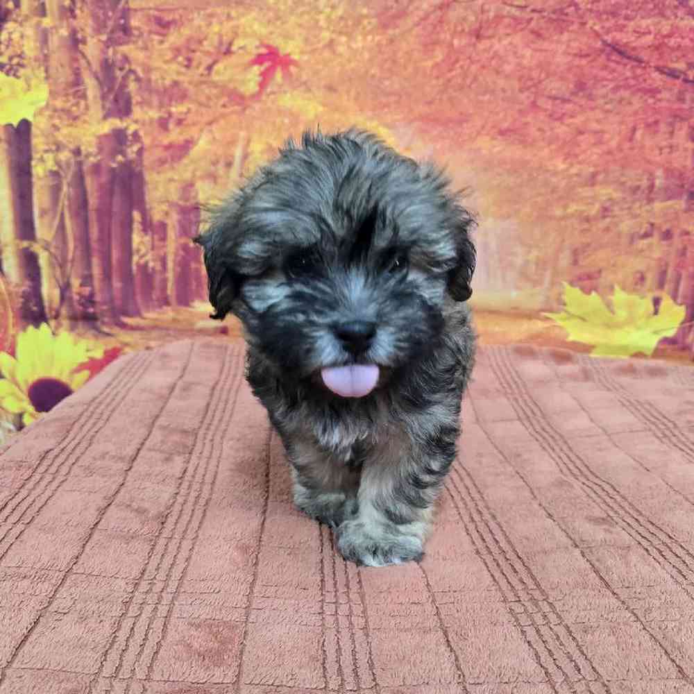 Male Havanese Puppy for Sale in Virginia Beach, VA