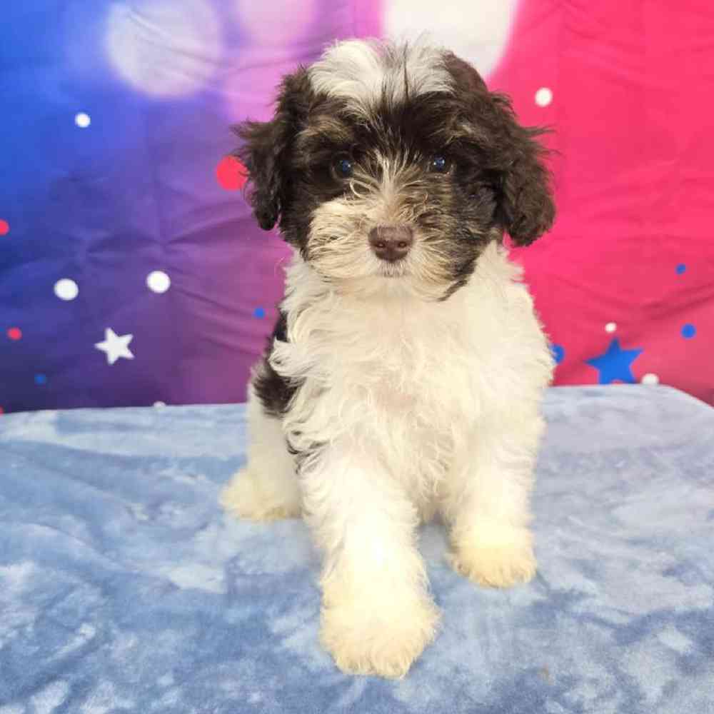 Female Schnoodle Puppy for Sale in Virginia Beach, VA