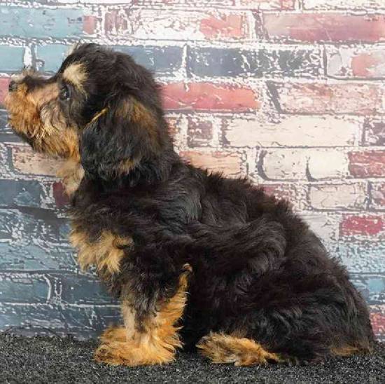 Yorkie-Poo