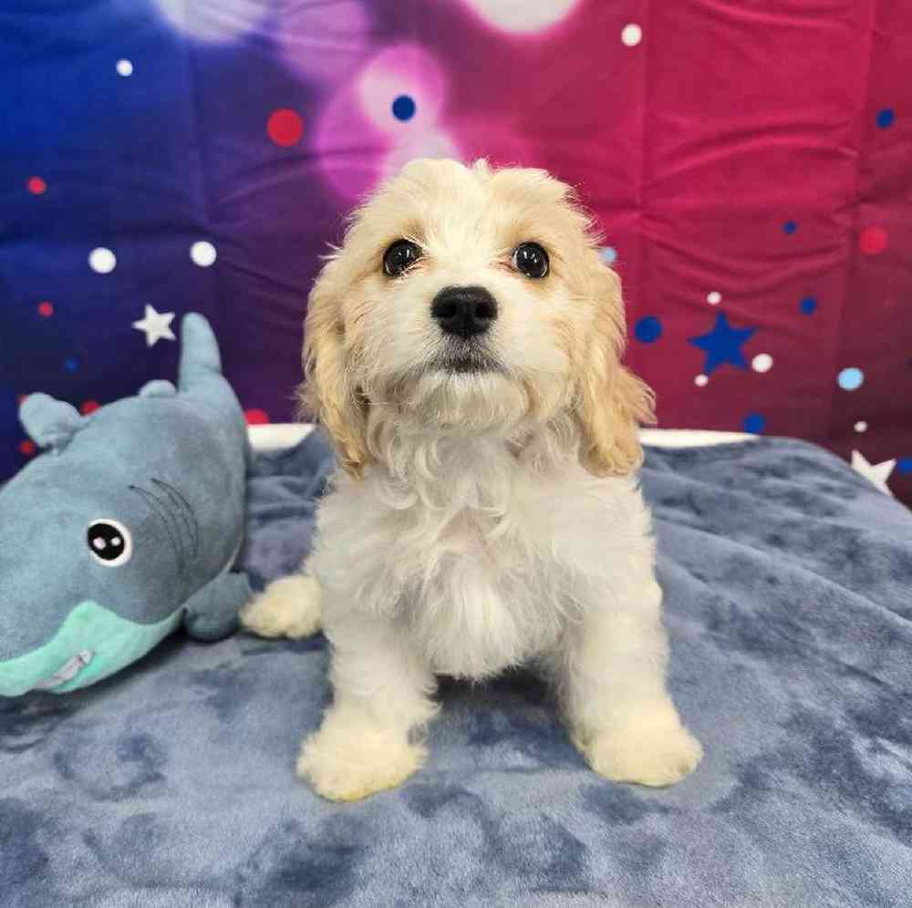 Female Cavachon Puppy for Sale in Virginia Beach, VA