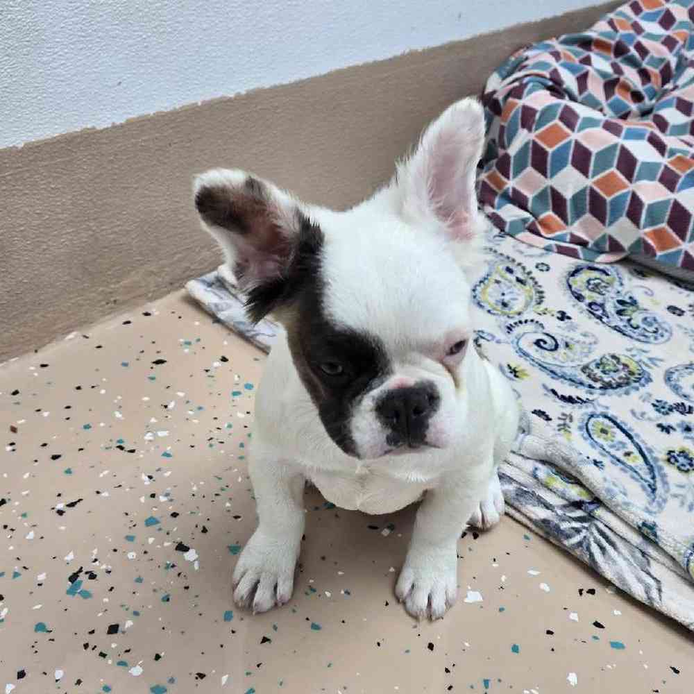 Female French Bulldog Puppy for Sale in Virginia Beach, VA