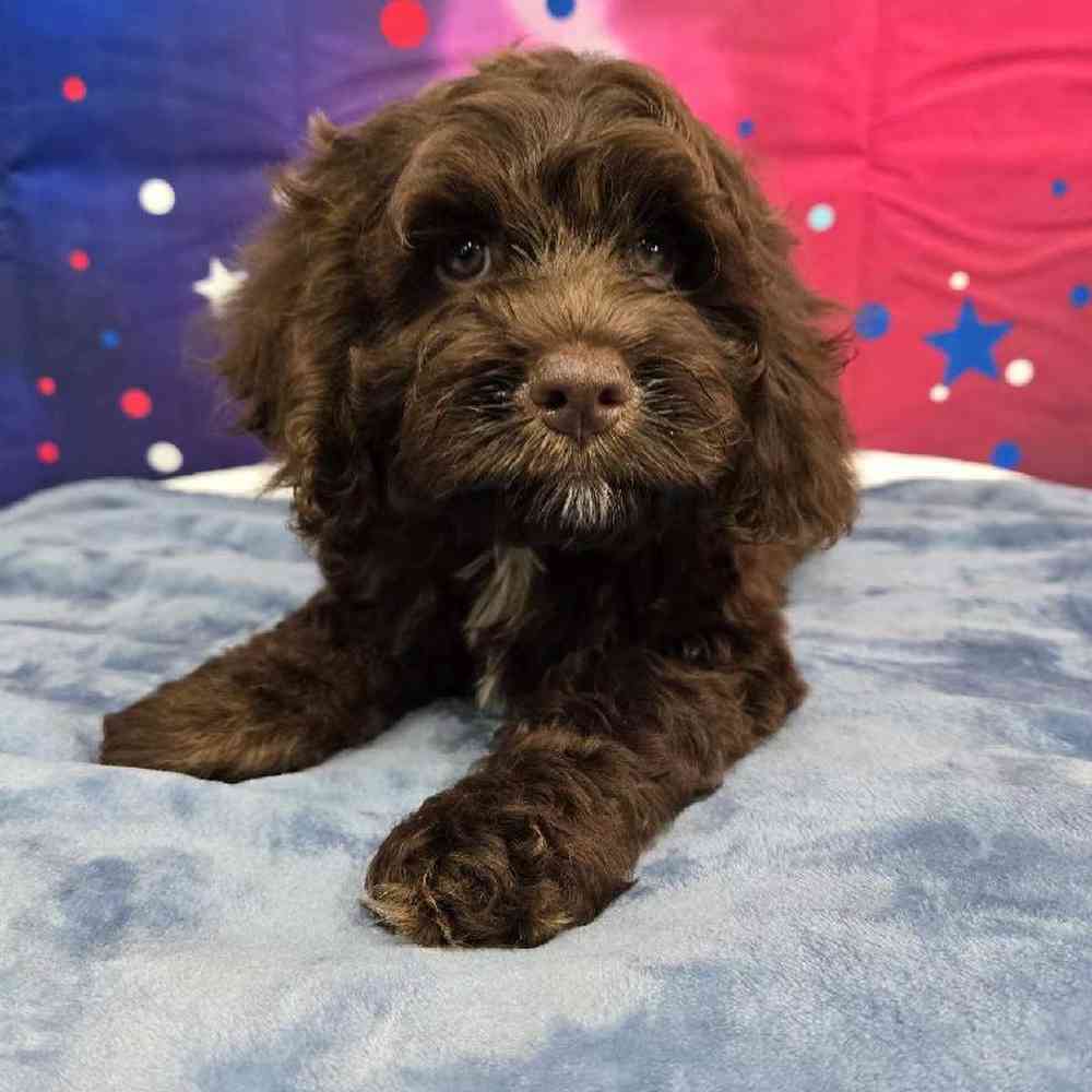 Male Cockapoo Puppy for Sale in Virginia Beach, VA