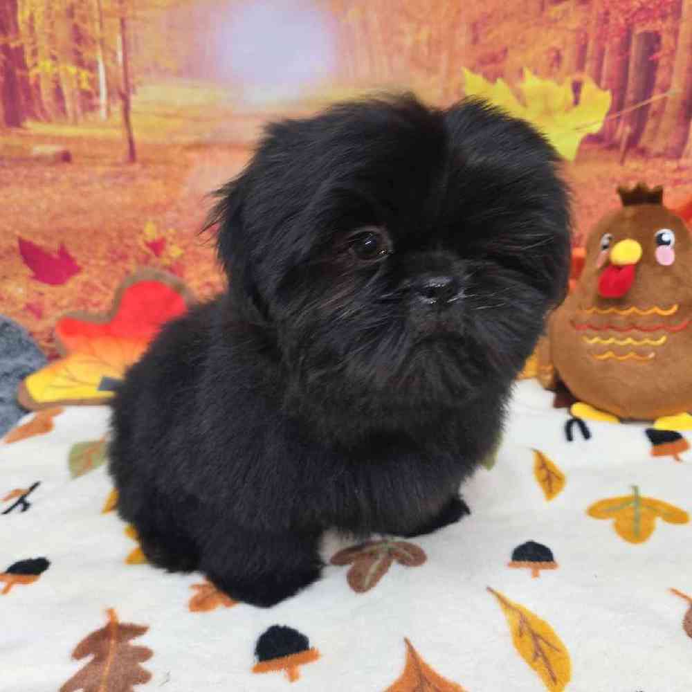 Male Shih Tzu Puppy for Sale in Virginia Beach, VA