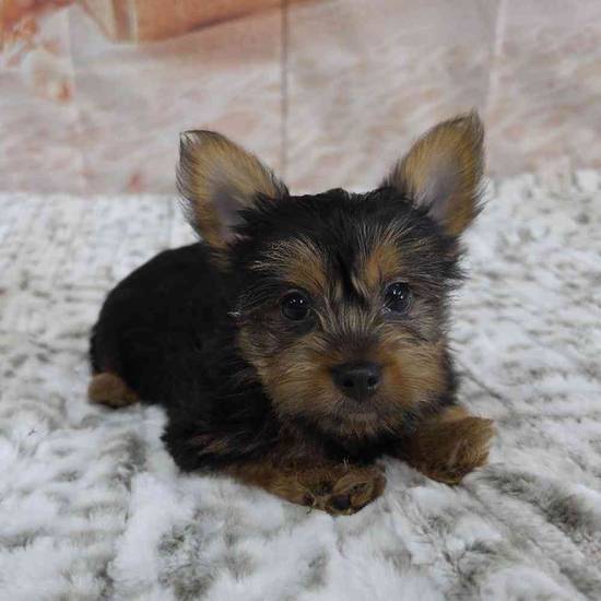 Yorkie
