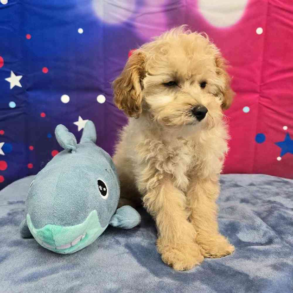 Male Poodle Puppy for Sale in Virginia Beach, VA