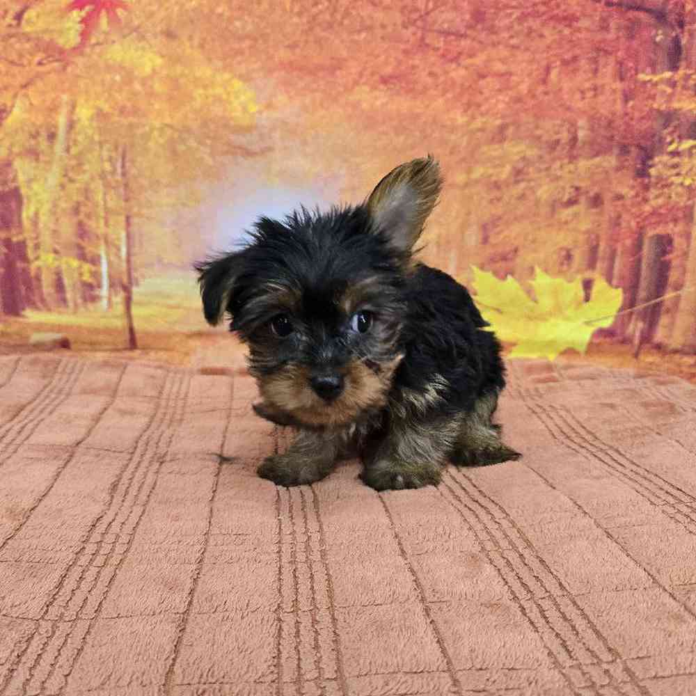 Female Yorkie Puppy for Sale in Virginia Beach, VA