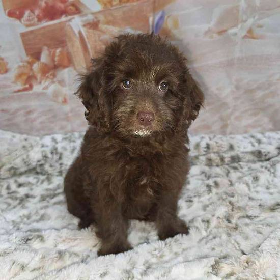 Cavapoo