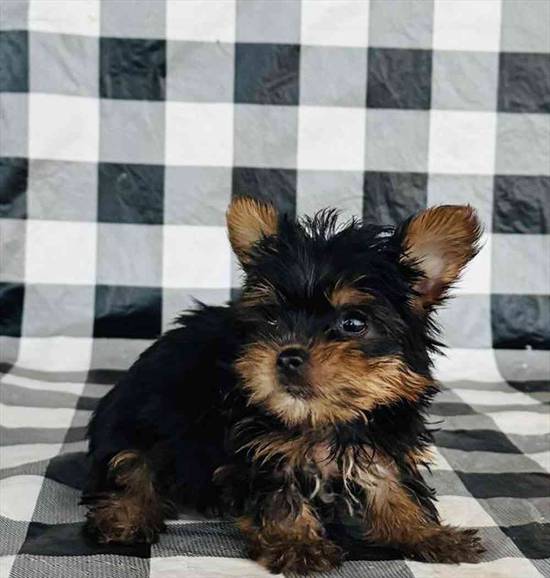 Yorkie