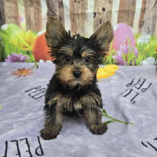Yorkie