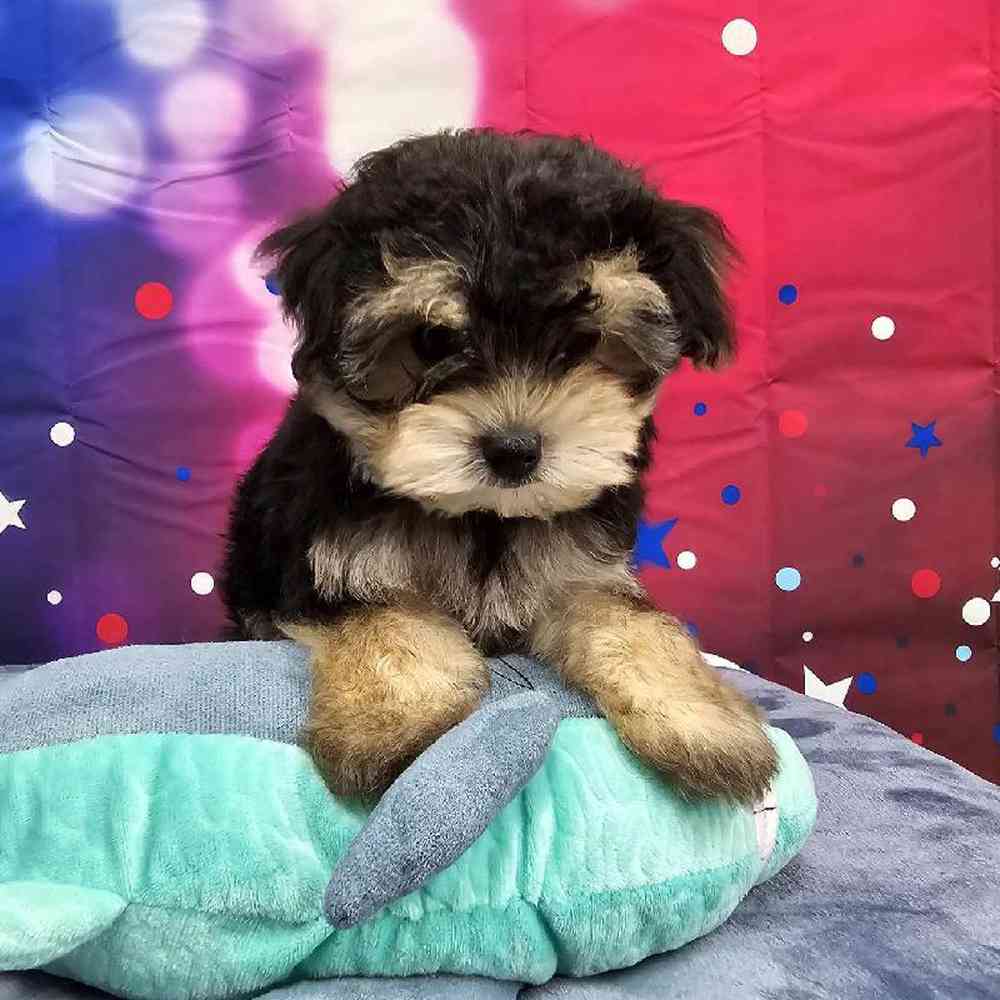 Male Morkie Puppy for Sale in Virginia Beach, VA