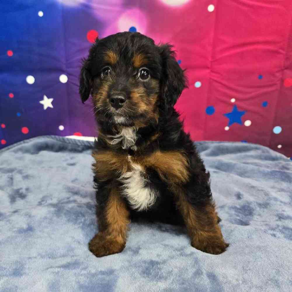 Male Mini Aussiedoodle Puppy for Sale in Virginia Beach, VA