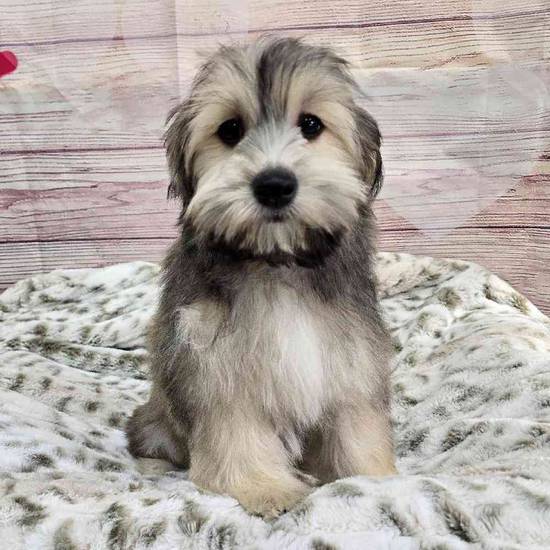 Havanese