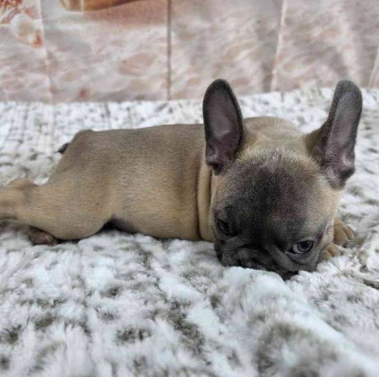 French Bulldog