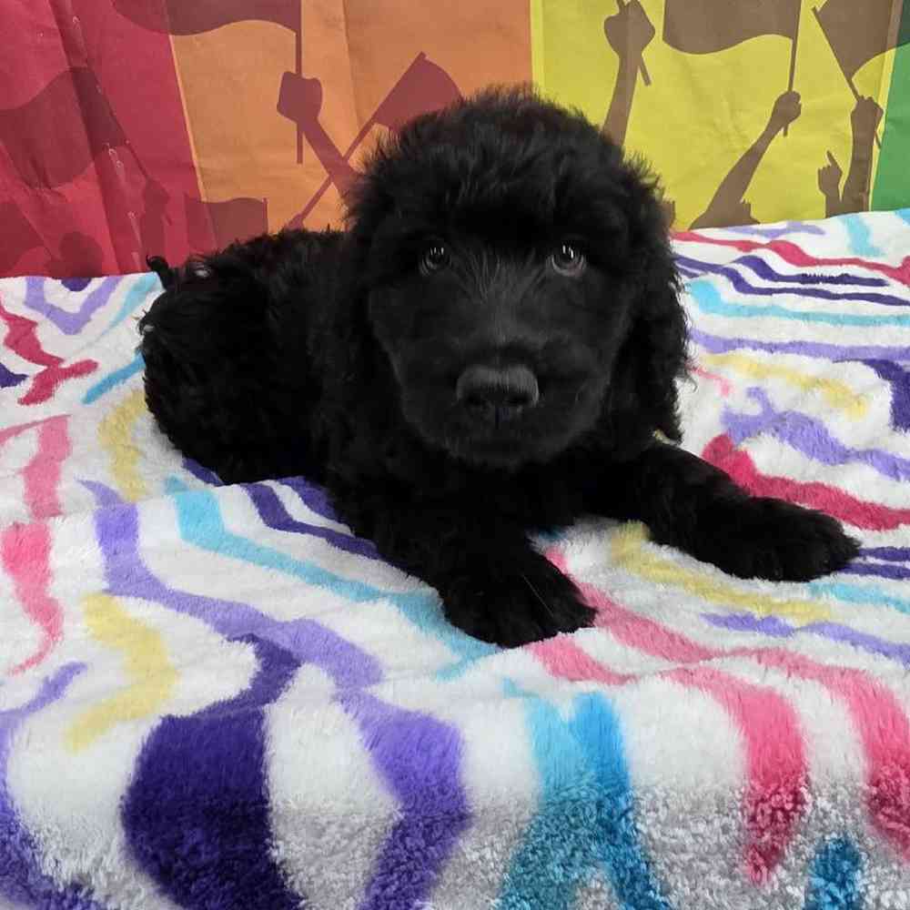 Female Goldendoodle Puppy for Sale in Virginia Beach, VA