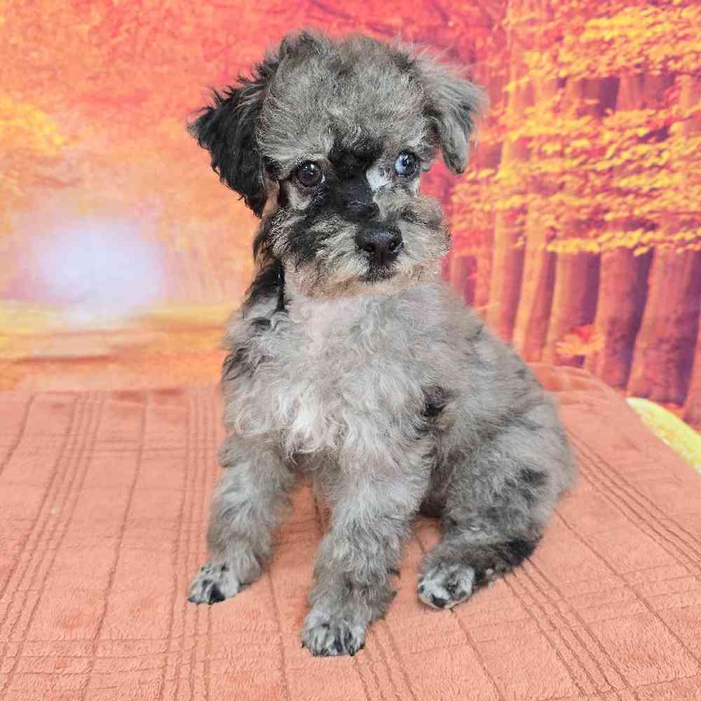 Male Mini Poodle Puppy for Sale in Virginia Beach, VA
