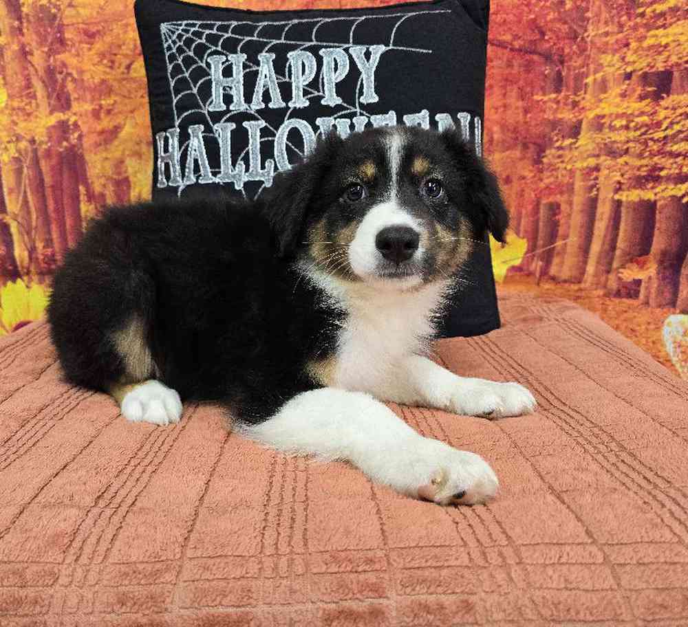 Male Australian Shepherd Puppy for Sale in Virginia Beach, VA